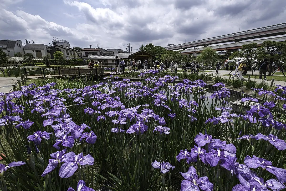 🌸 호리키리 붓꽃 정원(호리키리 쇼부엔) 이미지 6